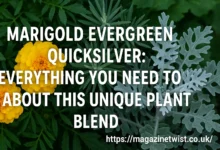 Marigold Evergreen Quicksilver