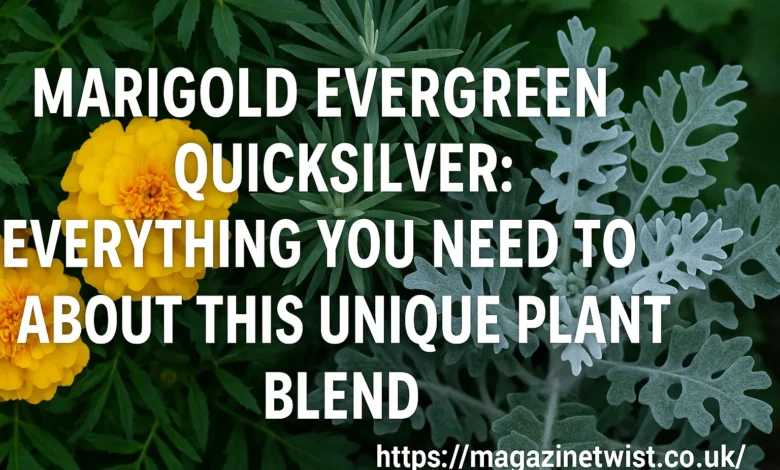 Marigold Evergreen Quicksilver